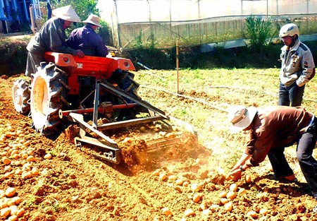 A machine created by two farmers in Da Lat City is making the task of harvesting potatoes much easier. (Photo:SGGP)